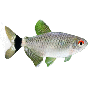 MOENKHAUSIA SANCTAEFILOMENAE 3 - 3,5