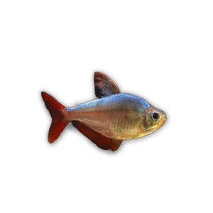 HYPHESSOBRYCON ECUADORIENSIS/COLUMBIANA 2,5-3