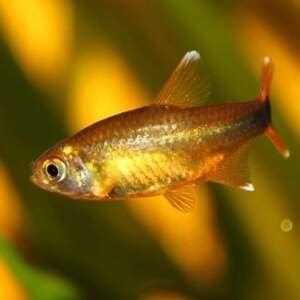 HASSEMANIA NANA 2,5-3