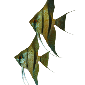 PTEROPHYLLUM SCALARE RIO NANAY 3