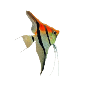 PTEROPHYLLUM SCALARE REDBACK Manacapuru XL