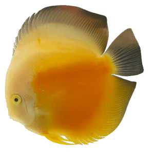 DISCUS WHITE & GOLD 7-8CM
