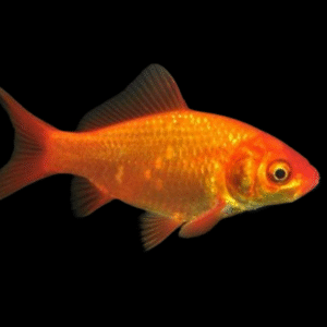 PEIXE DE AGUA FRIA SORTIDO