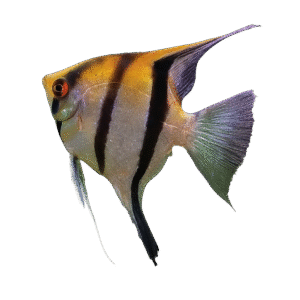 PTEROPHYLLUM SCALARE RIO NEGRO 5-6