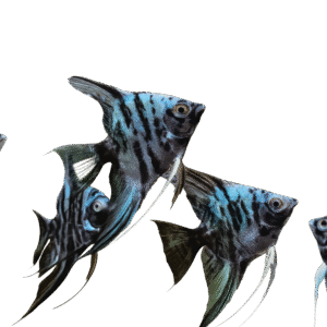 PTEROPHYLLUM SCALARE MARBLE BLUE 3-3,5