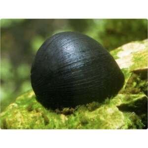 NERITINA MILITARI SNAIL 2-2,5