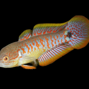 TATEURNDINA OCELLICAUDA 2,5-3