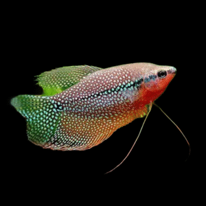 TRICHOGASTER LEERI 4-4,5