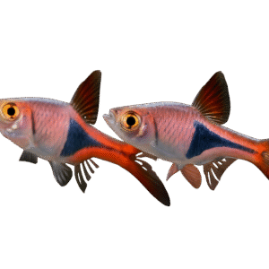 RASBORA/TRIGONOSTIGMA HETEROMORPHA 2