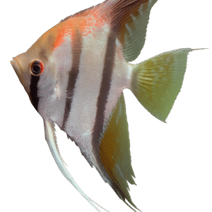 PTEROPHYLLUM SCALARE ST.ISABEL 3,5-4