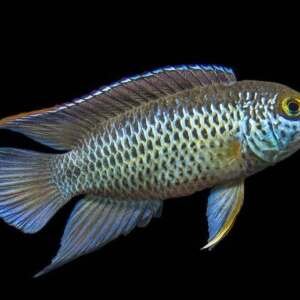 NANNACARA ANOMALA 4-5