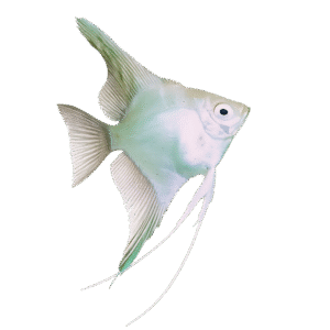 PTEROPHYLLUM SCALARE PLATINUM SILVER 3-3,5