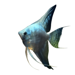 PTEROPHYLLUM SCALARE PINOY SMOKE 3-3,5