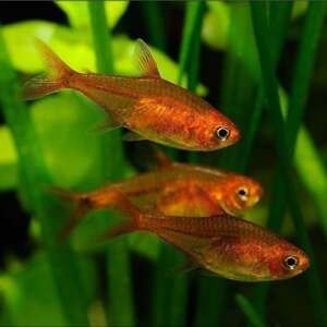 HYPHESSOBRYCON AMANDAE 2