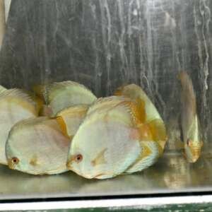 Cuminá Blue Solid Heckels discus Lg