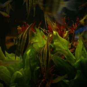 PTEROPHYLLUM ALTUM 6-9cm (San Felipe)