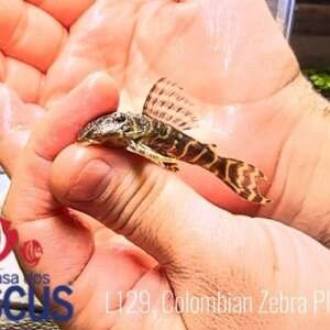 Hypancistrus debilittera - L129, Colombian Zebra Pleco