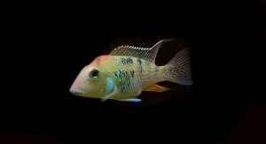 GEOPHAGUS STEINDACHNERI 12-13 cm