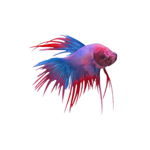 BETTA SPLENDENS MAL XL