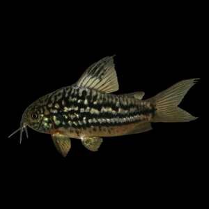 CORYDORAS NAPOENSIS 3-3,5