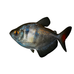 GYMNOCORYMBUS TERNETZI 2,5 - 3