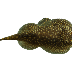 GASTROMYZON PUNCTULATUS 3