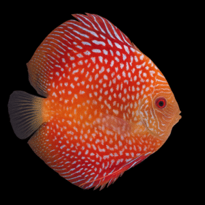 Discus Pigeon Snake 9-10cm