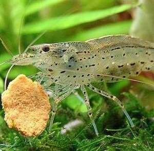 CARIDINA JAPONICA - AMANO SHRIMP (TAIWAN)  2,5-3