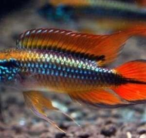 APISTOGRAMMA AGASSIZII DOUBLE RED 3-4