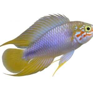 APISTOGRAMMA BORELLII 2,5-3