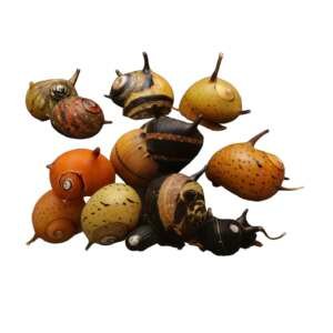 CLITHON SP. TRICOLOR 1