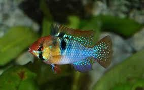 MIKROGEOPHAGUS RAMIREZI ASIAT FORM (4,5-5) XL