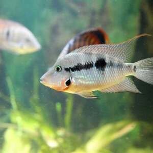 CICHLASOMA/THORICHTHYS MEEKI 3,5-4