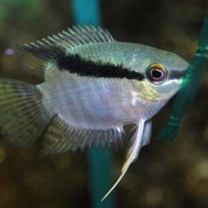 CICHLASOMA FESTIVUM 4-5 cm