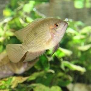 HYPSELECARA CRASSA/TEMPORALE 4-5