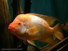 CICHLASOMA/AMPHILOPHUS LABIATUS RED 5-6