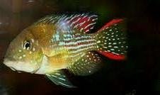 GYMNOGEOPHAGUS RHABDOTUS 3-3,5