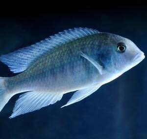 CYRTOCARA MOORII 5-7