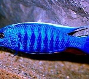 HAPLOCHROMIS AHLI (SCIAENOCHROMIS FRYERI) 6-7