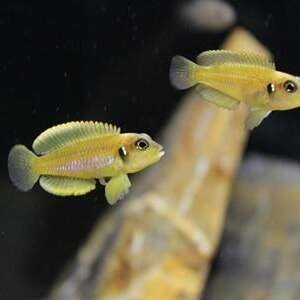 LAMPROLOGUS OCELATUS GOLD 2-2,5