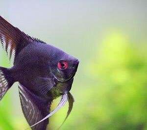 PTEROPHYLLUM SCALARE BLACK 3-3,5