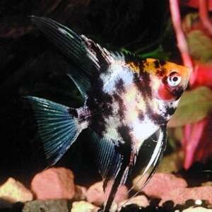 PTEROPHYLLUM SCALARE GOLD COP 3-3,5