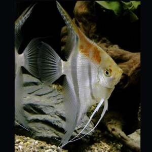 PTEROPHYLLUM SCALARE REDBACK Manacapuru 4,5-6