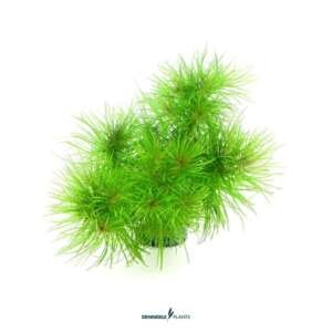 Pogostemon deccanensis - easy Categ.