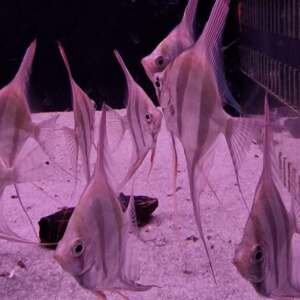 PTEROPHYLLUM ALTUM 5 (real form)