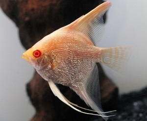 PTEROPHYLLUM PERU ALTUM ALBINO 3-4 cm