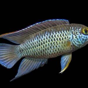 NANNACARA ANOMALA 3-3,5