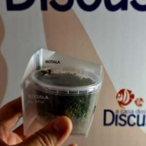 Rotala rotundifolia 'H'ra' - In Vitro Cup