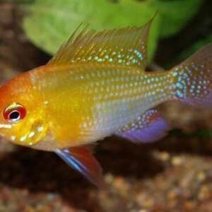 MIKROGEOPHAGUS RAMIREZI GOLD (4-4,5) L+