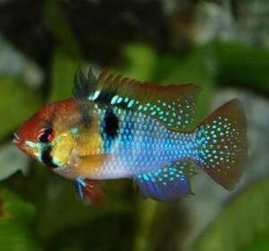 MIKROGEOPHAGUS RAMIREZI ASIAT FORM (3,5-4) L
